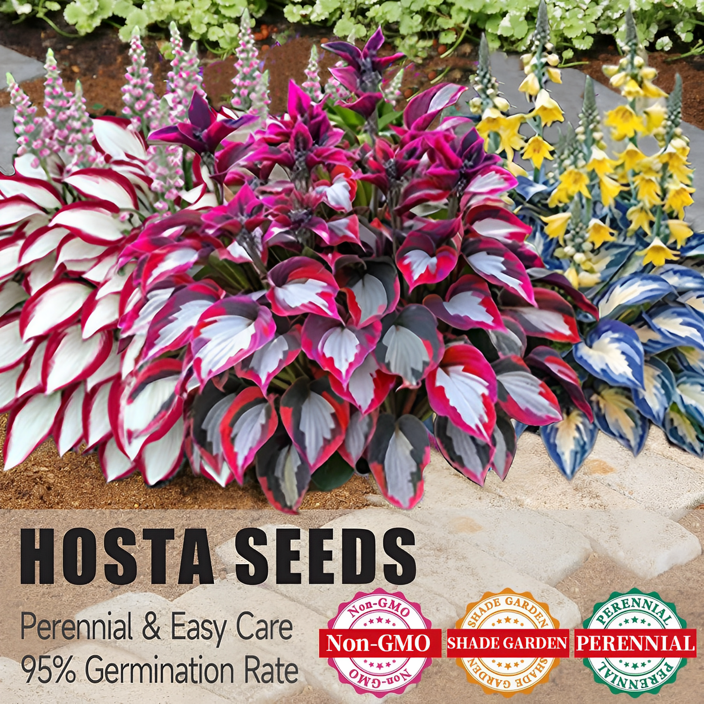 š„š„Premium Rare Hosta Seedsšæ (Shade Tolerant Plant)