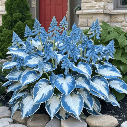 🔥🔥Premium Rare Hosta Seeds🌿 (Shade Tolerant Plant)