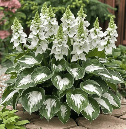 🔥🔥Premium Rare Hosta Seeds🌿 (Shade Tolerant Plant)