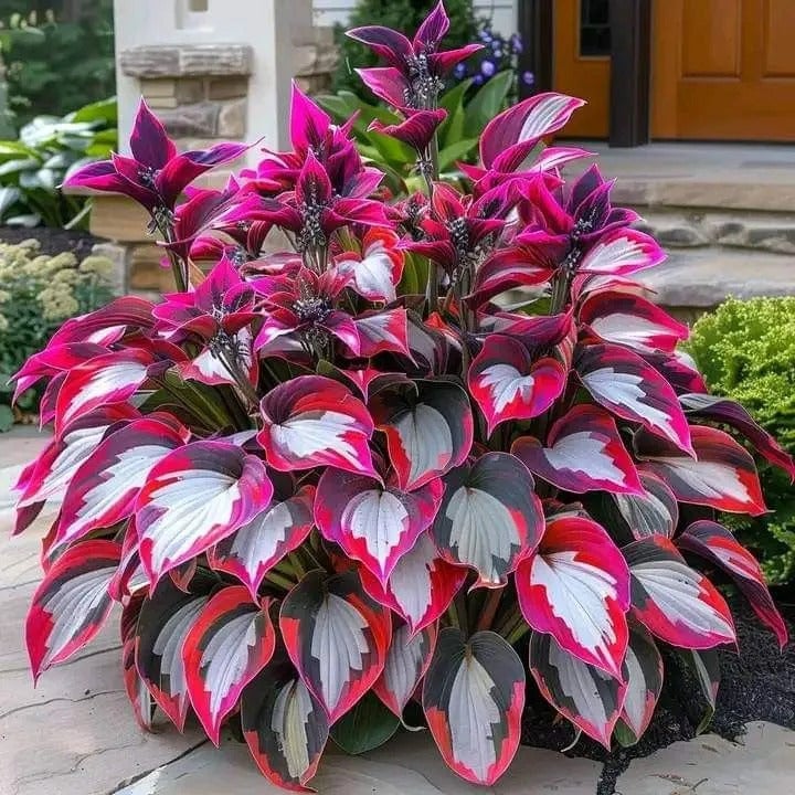 🔥🔥Premium Rare Hosta Seeds🌿 (Shade Tolerant Plant)