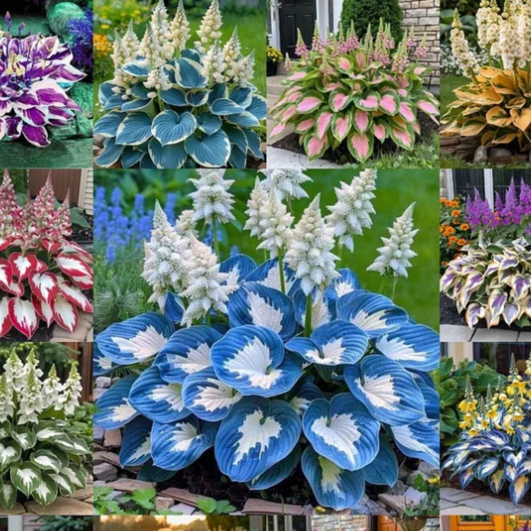 🔥🔥Premium Rare Hosta Seeds🌿 (Shade Tolerant Plant)