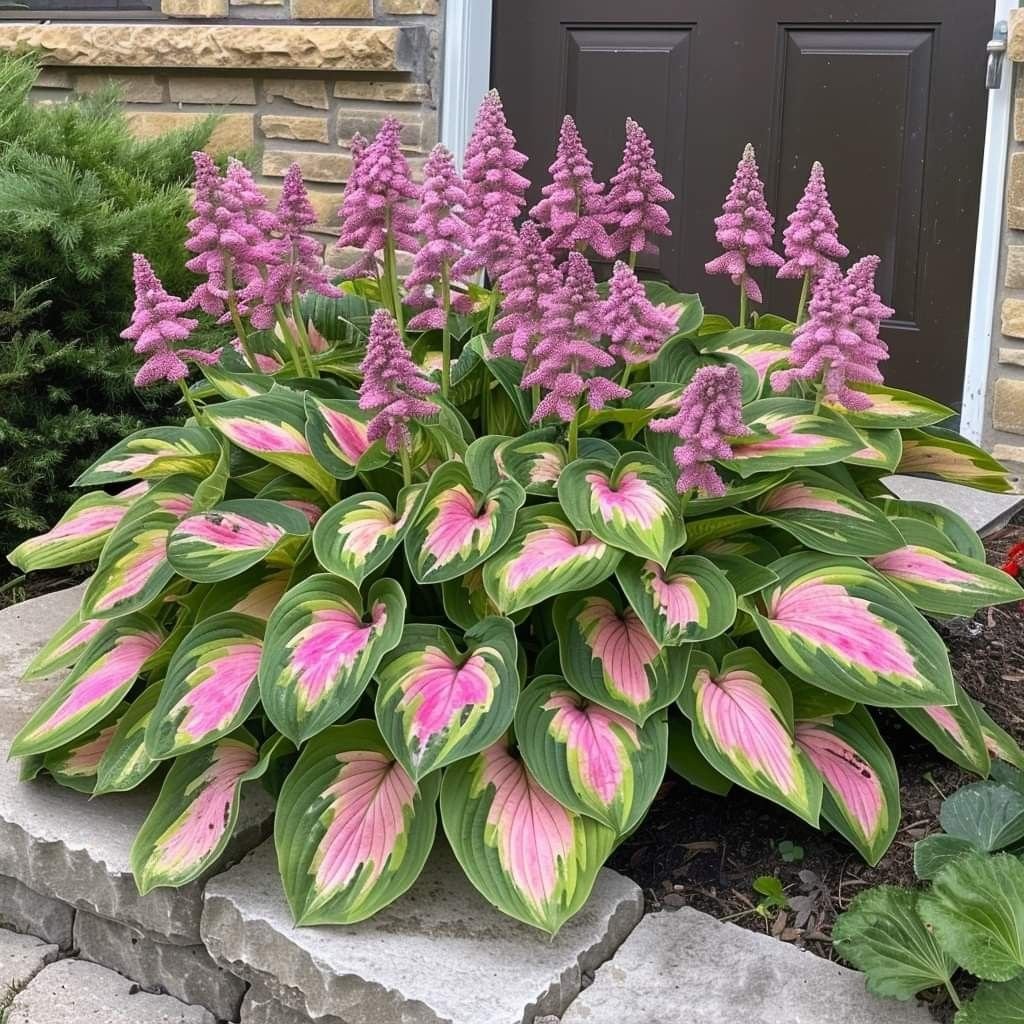🔥🔥Premium Rare Hosta Seeds🌿 (Shade Tolerant Plant)
