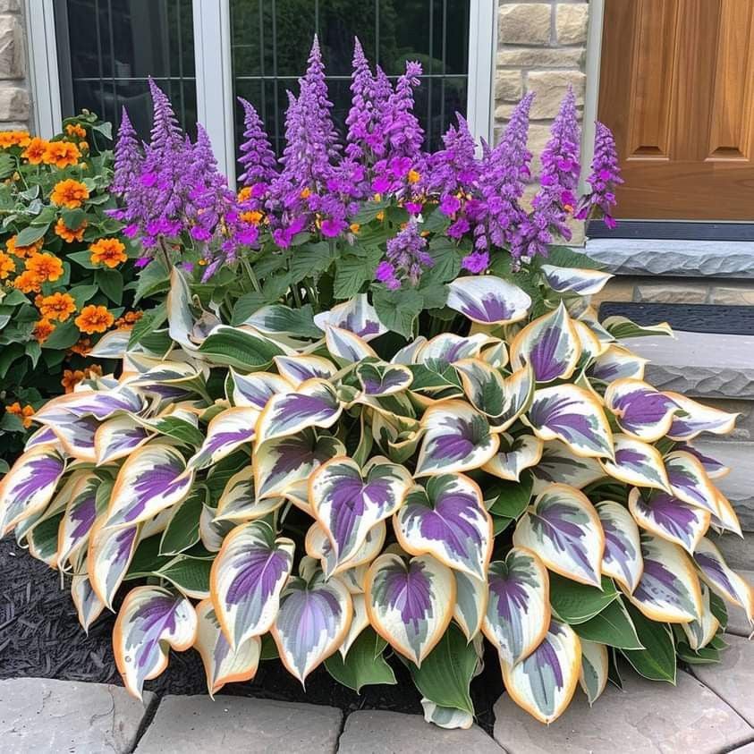 🔥🔥Premium Rare Hosta Seeds🌿 (Shade Tolerant Plant)